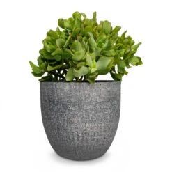 Crassula Ovata Undulata - Curly Jade Plant -Plants Sale Store Crassula ovata Undulata Curly Jade Plant Karlijn Plant Pot Anthracite 22x20cm
