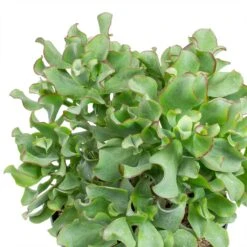 Crassula Ovata Undulata - Curly Jade Plant -Plants Sale Store Crassula ovata Undulata Curly Jade Plant Leaves