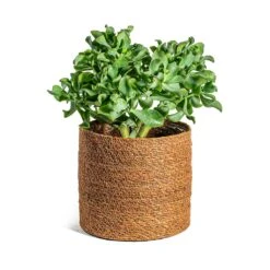 Crassula Ovata Undulata - Curly Jade Plant -Plants Sale Store Crassula ovata Undulata Curly Jade Plant Stef Plant Baskets Set of 5 Camel