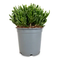 Crassula Ovata Gollum - Jade Plant -Plants Sale Store Crassula ovata gollum jade plant 14cm