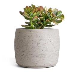 Crassula Ovata Sunset - Jade Plant -Plants Sale Store Crassula ovata sunset Jade Plant 17x30cm Mini Valerie Plan tPot Grey Washed 22x17cm