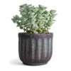 Crassula Perforata - String Of Buttons -Plants Sale Store Crassula perforata String Of Buttons 10.5x20cm Duncan Plant Pot Blue Gold 14x13cm