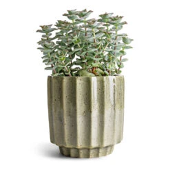 Lugano Scalloped Plant Pot - Green -Plants Sale Store Crassula perforata String Of Buttons 10.5x20cm Lugano Scalloped Plant Pot Green 13x13cm ef705ae0 13cf 444e a3be b20cb71eced5