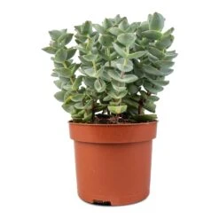 Crassula Perforata - String Of Buttons -Plants Sale Store Crassula perforata String Of Buttons