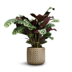 Ctenanthe Burle Marxii Amabilis - Never Never Plant -Plants Sale Store Ctenanthe Burle Marxii Armargis Never Never Plant 14x30cm Thies Plant Pot Olive Green