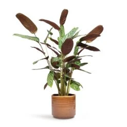 Ctenanthe Compact Star - Never Never Plant -Plants Sale Store Ctenanthe Compact Star Never Never Plant 17x70cm Jordy Plant Pot Caramel 20x18cm