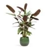 Ctenanthe Compact Star - Never Never Plant 2 Ctenanthe Compact Star - Never Never Plant -Plants Sale Store Ctenanthe Compact Star Never Never Plant 17x70cm Mischa Plant Pot Forest Green 22x18cm
