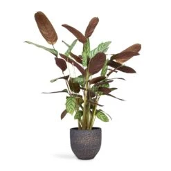 Ctenanthe Compact Star - Never Never Plant -Plants Sale Store Ctenanthe Compact Star Never Never Plant 17x70cm Rinca Plant Pot Shiny Black 21 x 19cm