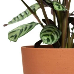 Coral Refined Planter - Canyon Orange 18 Coral Refined Planter - Canyon Orange -Plants Sale Store Ctenanthe burle marxii Amabilis Never Never Plant Coral Refined Planter Canyon Orange Close Up