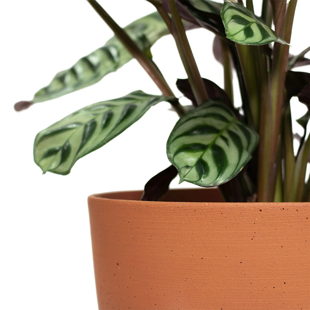 Coral Refined Planter - Canyon Orange 10 Coral Refined Planter - Canyon Orange - Image 8