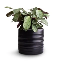 Hadleigh Plant Pot - Charcoal -Plants Sale Store Ctenanthe burle marxii Amagris Never Never Plant 12x30cm Hadleigh Plant Pot Charcoal 14x13cm 4080c6d9 232d 4d81 b946 d67e32a49a4d
