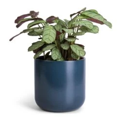 Ctenanthe Burle Marxii Amagris - Never Never Plant -Plants Sale Store Ctenanthe burle marxii Amagris Never Never Plant 12x30cm Lisbon Plant Pot Navy 15x15cm