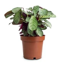 Ctenanthe Burle Marxii Amagris - Never Never Plant -Plants Sale Store Ctenanthe burle marxii Amagris Never Never Plant 12x30cm 85b77995 4b7a 4860 a035 3ce98aeade22