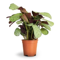 Ctenanthe Burle Marxii Amagris - Never Never Plant -Plants Sale Store Ctenanthe burle marxii Amagris Never Never Plant 14x30cm