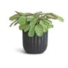 Ctenanthe Burle Marxii Amagris - Never Never Plant -Plants Sale Store Ctenanthe burle marxii Amagris Never Never Plant 14x30cm Duncan Plant Pot Blue Gold 19x18cm c1bde4a1 9e3a 428f 96b3 9f01b85dc5be