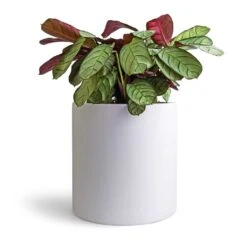 Ctenanthe Burle Marxii Amagris - Never Never Plant -Plants Sale Store Ctenanthe burle marxii Amagris Never Never Plant 14x30cm Puk Planter Matt White 20x20cm