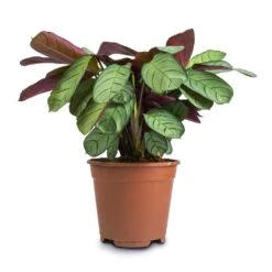 Ctenanthe Burle Marxii Amagris - Never Never Plant -Plants Sale Store Ctenanthe burle marxii Amagris Never Never Plant 14x30cm2 38dd4a47 1ba6 4b9e bf05 a8694421b9c8