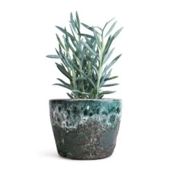 Lava Couple Straight Relic Planter - Jade -Plants Sale Store Curio ficoides Mount Everest Skyscraper Senecio 12x20cm Lava Couple Straight Relic Planter Jade 19x13cm f72052cd 2eee 480c a4e8 e01c34409380