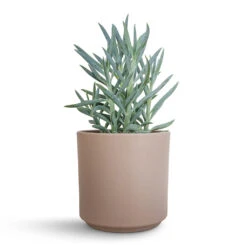 Curio Ficoides Mount Everest - Skyscraper Senecio -Plants Sale Store Curio ficoides Mount Everest Skyscraper Senecio 12x20cm Prague Plant Pot Taupe 13x13cm 2 0d0d5314 e489 4273 8776 813f0877e5de