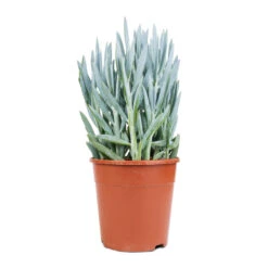 Curio Ficoides Mount Everest - Skyscraper Senecio -Plants Sale Store Curio ficoides Mount Everest Skyscraper Senecio 14x35cm