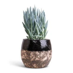 Curio Ficoides Mount Everest - Skyscraper Senecio -Plants Sale Store Curio ficoides Mount Everest Skyscraper Senecio 14x35cm Lindy Plant Pot Black 19x16cm