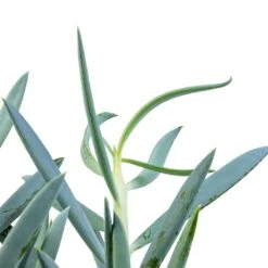 Curio Ficoides Mount Everest - Skyscraper Senecio -Plants Sale Store Curio ficoides Mount Everest Skyscraper Senecio SWATCH 2