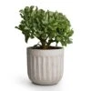 Crassula Ovata Undulata - Curly Jade Plant -Plants Sale Store Curly Jade Plant 17x25cm Duncan Plant Pot Cement 19x18cm 18bdcf7b 4fa7 4bbd b06a 877701d47e86