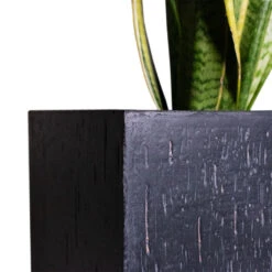 Raindrop Trough Planter - Anthracite -Plants Sale Store Cyas Revoluta Sago Palm 27x90cm Raindrop Cube Planter Anthracite 30x30x27cm Close d6f90fa3 ec5d 41a9 981a 085300c0a328