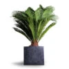 Cycas Revoluta - Sago Palm 2 Cycas Revoluta - Sago Palm -Plants Sale Store Cyas Revoluta Sago Palm 27x90cm Raindrop Cube Planter Anthracite 30x30x27cm 335fa325 7cee 40d5 b4ae 2609b759f913