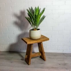 Cycas Revoluta - Sago Palm -Plants Sale Store Cyca srevoluta Sago Palm iris sand plant pot