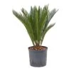 Cycas Revoluta - HydroCare 2 Cycas Revoluta - HydroCare -Plants Sale Store Cycas revoluta Hydroculture Indoor Plant