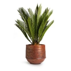 Cycas Revoluta - Sago Palm -Plants Sale Store Cycas revoluta Sago Palm 14x50cm Noud Plant Pot Copper 20x17cm