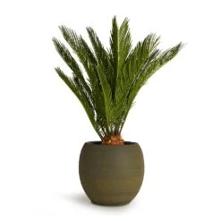 Cycas Revoluta - Sago Palm -Plants Sale Store Cycas revoluta Sago Palm 19x65cm Dex Plant Pot Forrest 28x25cm 38eb7afa b24e 4af3 9521 11957e8a0483