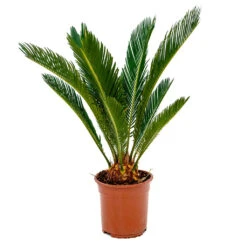 Cycas Revoluta - Sago Palm -Plants Sale Store Cycas revoluta Sago Palm