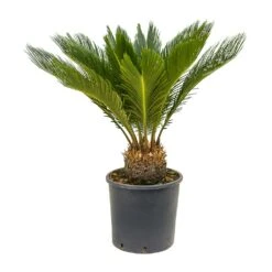 Cycas Revoluta - Sago Palm -Plants Sale Store Cycas revoluta Sago Palm 26x80 10 Stems