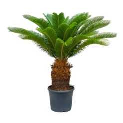 Cycas Revoluta - Sago Palm -Plants Sale Store Cycas revoluta Sago Palm 31x110 30 Stems