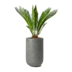 Cycas Revoluta - Sago Palm -Plants Sale Store Cycas revoluta Sago Palm Cody Plant Vase Ridged Cement