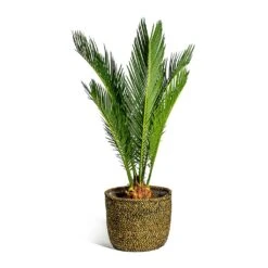 Cycas Revoluta - Sago Palm -Plants Sale Store Cycas revoluta Sago Palm Maartje Plant Baskets Set of 5 Camel