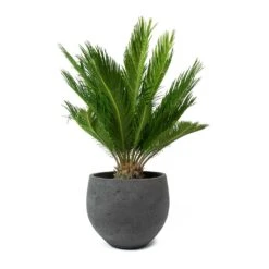 Mini Orb Kevan Plant Pot - Black Washed 20 Mini Orb Kevan Plant Pot - Black Washed -Plants Sale Store Cycas revoluta Sago Palm Mini Orb Kevan Plant Pot Black Washed bd11d392 c1ba 4424 89d1 2dd7b512b96b
