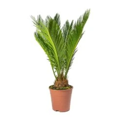 Cycas Revoluta - Sago Palm -Plants Sale Store Cycas revoluta Sago Palm Small