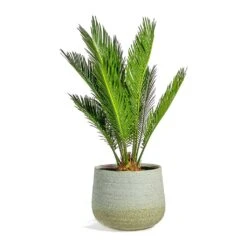 Cycas Revoluta - Sago Palm -Plants Sale Store Cycas revoluta Sago Palm iris sand plant pot 41926479 aa74 40f2 a354 36eb2ef4974d