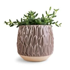 Arles Leaf Plant Pot - Mocha -Plants Sale Store Delosperma echinatum Pickle Plant 12x20cm Arles Leaf Plant Pot Mocha 17x17cm ea600853 148c 4596 9421 cb6c78a23702