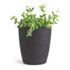 Delosperma Echinatum - Pickle Plant -Plants Sale Store Delosperma echinatum Pickle Plant 12x20cm Gerben Plant Pot Black Washed 15x16cm