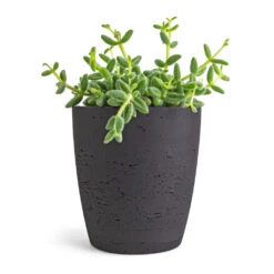Gerben Plant Pot - Black Washed -Plants Sale Store Delosperma echinatum Pickle Plant 12x20cm Gerben Plant Pot Black Washed 15x16cm 0cb11bd8 19b8 4de0 9885 32af85ccc2a5