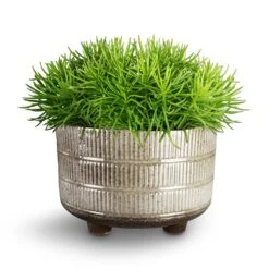 Senecio Himalaya - Himalaya Groundsel -Plants Sale Store Denise Plant Bowl Fossil Senecio