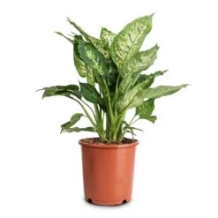 Dieffenbachia Compacta - Dumb Cane -Plants Sale Store Dieffenbachia Compacta Dumb Cane 17x60cm