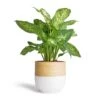 Dieffenbachia Compacta - Dumb Cane -Plants Sale Store Dieffenbachia Compacta Dumb Cane 17x60cm Bamboo Plant Pot White 19x19cm