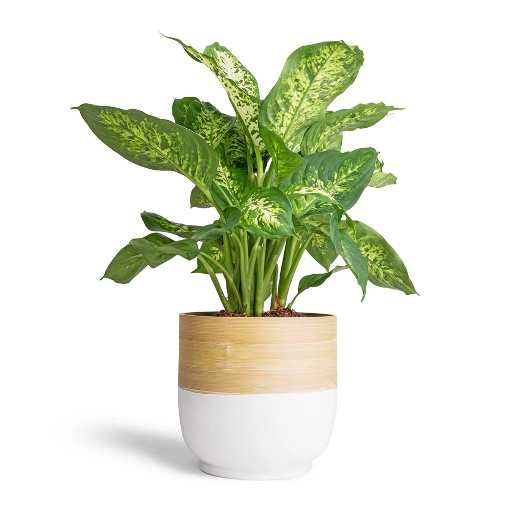 Bamboo Plant Pot - White 4 Bamboo Plant Pot - White - Image 2