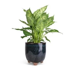 Dieffenbachia Compacta - Dumb Cane -Plants Sale Store Dieffenbachia Compacta Dumb Cane 17x60cm Kaat Plant Pot Petrol 20x20cm