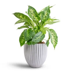 Dieffenbachia Compacta - Dumb Cane -Plants Sale Store Dieffenbachia Compacta Dumb Cane 17x60cm Lagos Plant Pot Cement 20x20cm